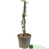 Chaenomeles 'Geisha Girl' Japanese Quince 3Ltr Pot