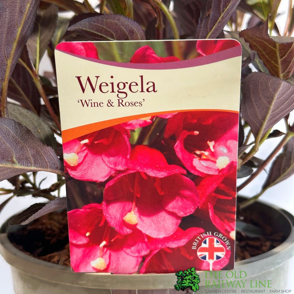 Weigela 'Wine & Rose' Plant 3Ltr Pot