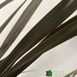 Phormium 'Platts Black' Flax 3Ltr Pot