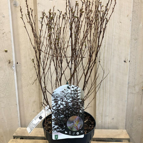 Physocarpus Opulifolius 'Little Joker' Ninebark Plant 3Ltr Pot