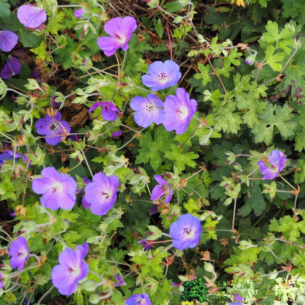 Geranium 'Rozanne' 3Ltr Pot – Old Railway Line Garden Centre