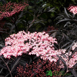 Sambucus nigra 'Black Lace' Plant 3Ltr