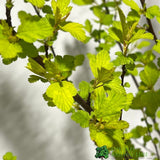 Physocarpus Opulifolius 'Tiny Wine Gold' Ninebark 3Ltr Pot