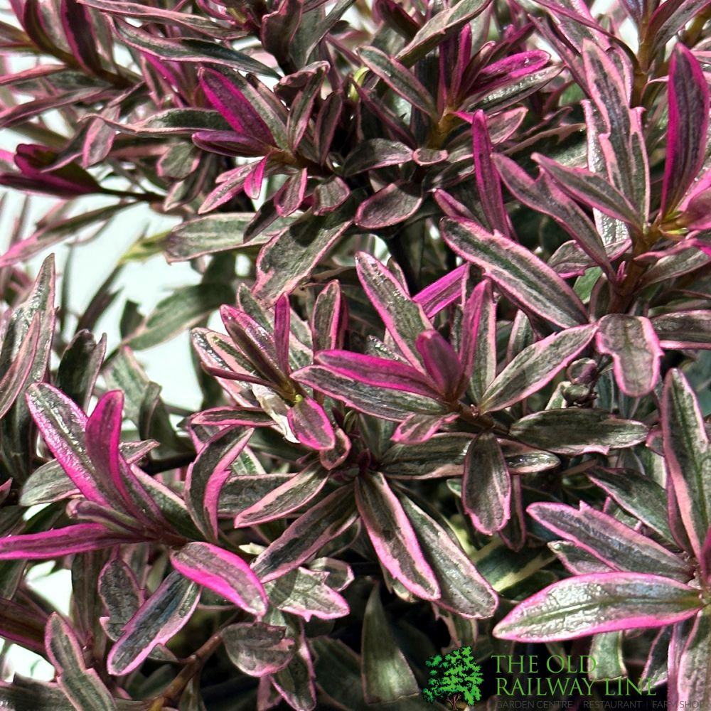 Hebe 'Magic Summer' Plant 2Ltr Pot