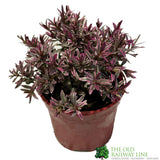 Hebe 'Magic Summer' Plant 2Ltr Pot