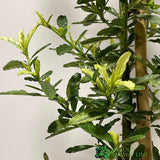 Ceanothus 'Lemon and Lime' Plant 3Ltr Pot