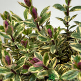 Hebe 'Rhubarb & Custard' Plant 2Ltr Pot