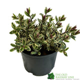 Hebe 'Rhubarb & Custard' Plant 2Ltr Pot