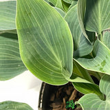 Hosta 'Halcyon' Plant 3Ltr Pot