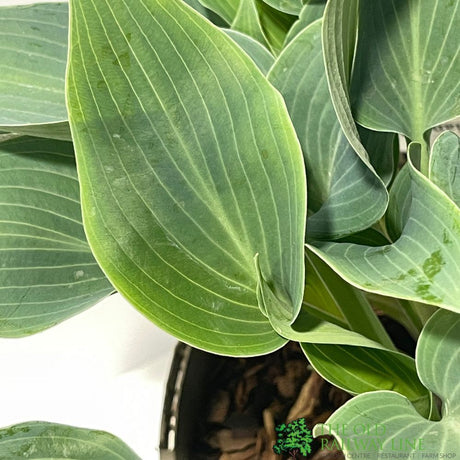 Hosta 'Halcyon' Plant 3Ltr Pot