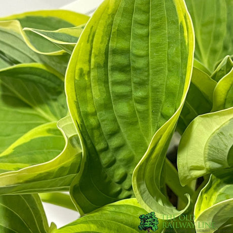 Hosta 'Wide Brim' Plant 2Ltr Pot