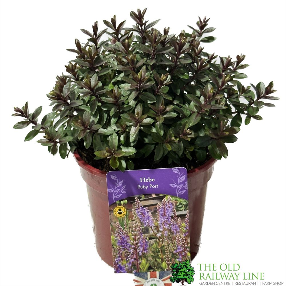 Hebe 'Ruby Port' Plant 2Ltr Pot