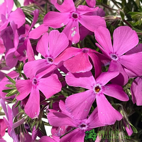 Phlox subulata 'McDaniel's Cushion' 1Ltr Pot