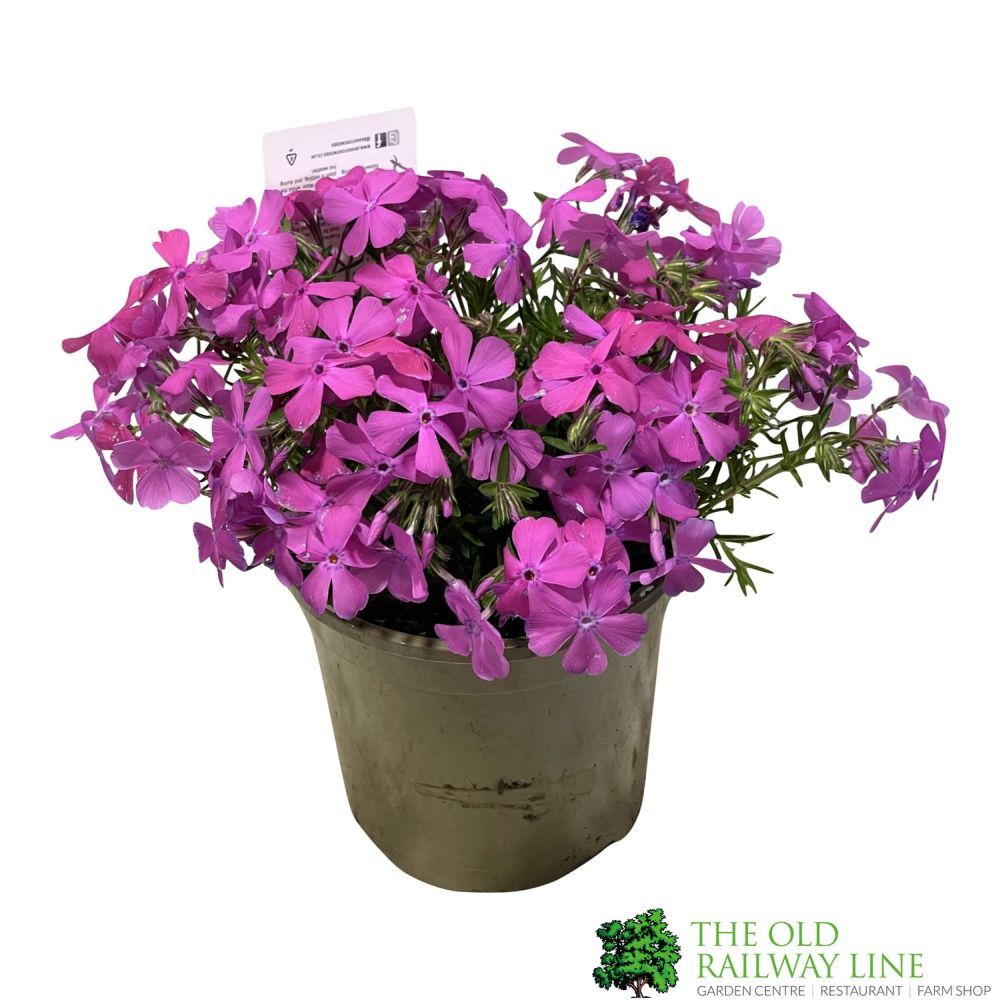 Phlox subulata 'McDaniel's Cushion' 1Ltr Pot