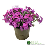 Phlox subulata 'McDaniel's Cushion' 1Ltr Pot