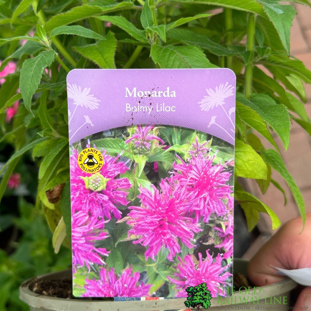 Monarda 'Balmy Lilac' Plant 2Ltr Pot