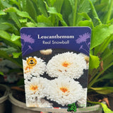 Leucanthemum 'Real Snowball' 2Ltr Pot