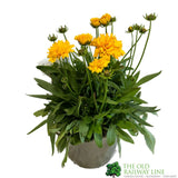Coreopsis 'Presto Yellow' Plant 2Ltr Pot