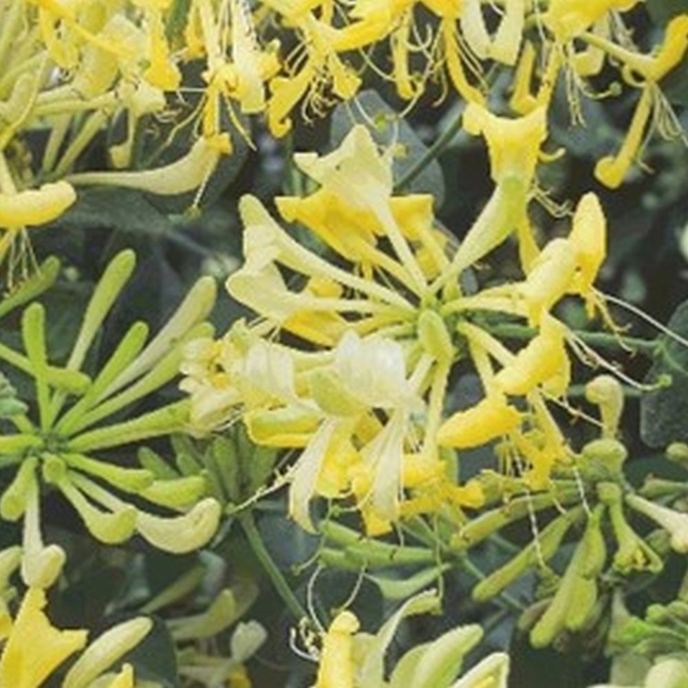 Lonicera 'Scentsation' Honeysuckle 3Ltr Pot