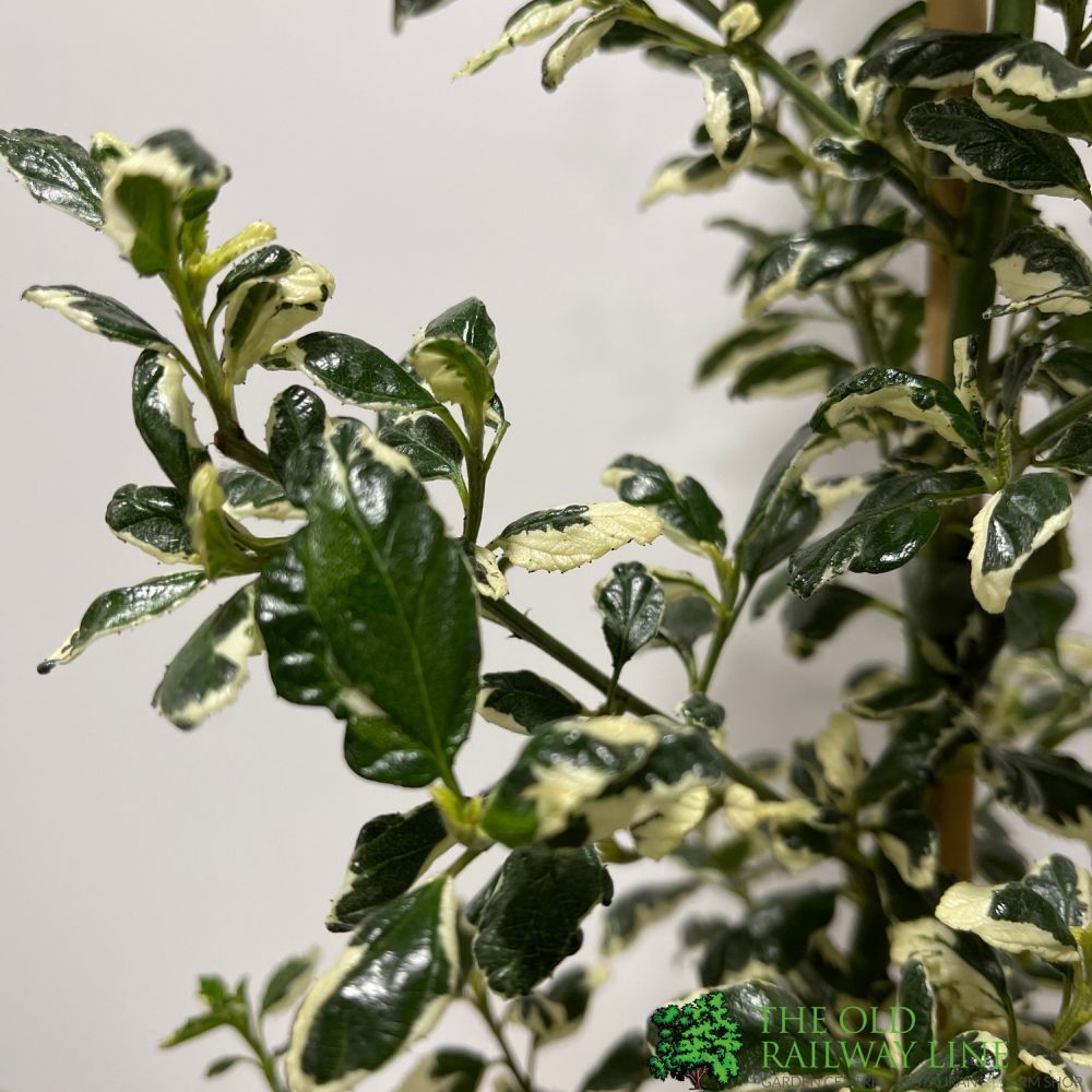 Ceanothus 'Silver Surprise' Plant 3Ltr Pot