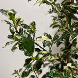 Ceanothus 'Silver Surprise' Plant 3Ltr Pot