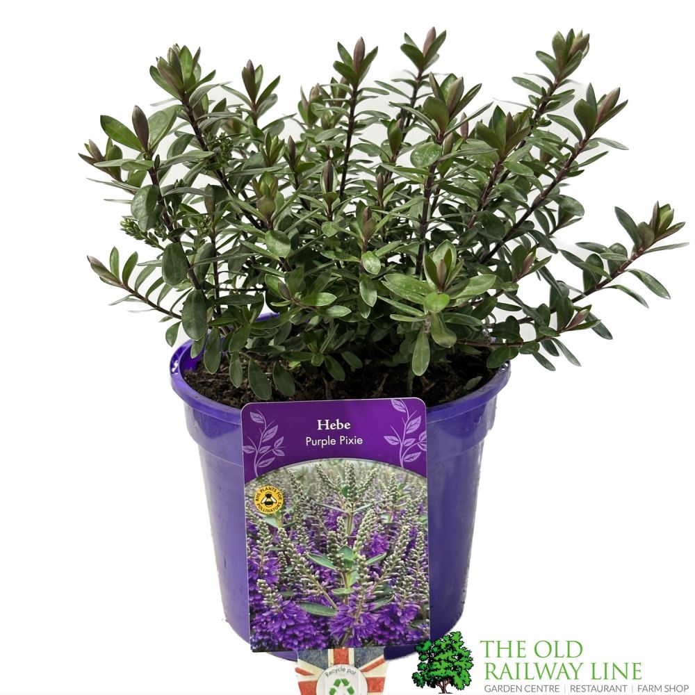 Hebe 'Purple Pixie' Plant 2Ltr Pot