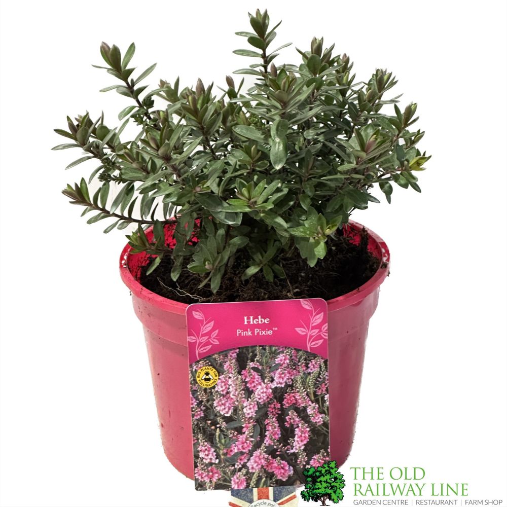 Hebe 'Pink Pixie' Plant 2Ltr Pot