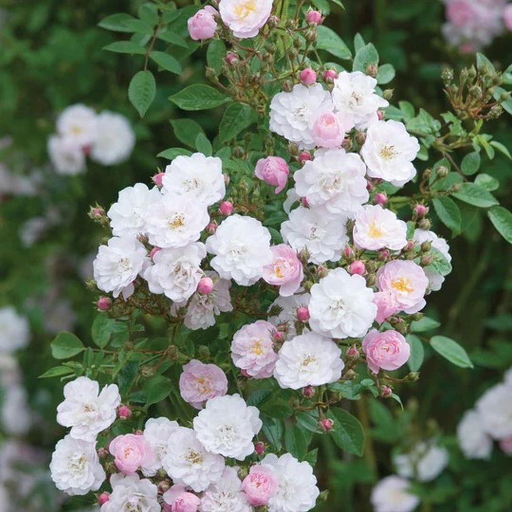 Pink Miniature Climbing Rose 'Little Rambler' 3Ltr Pot