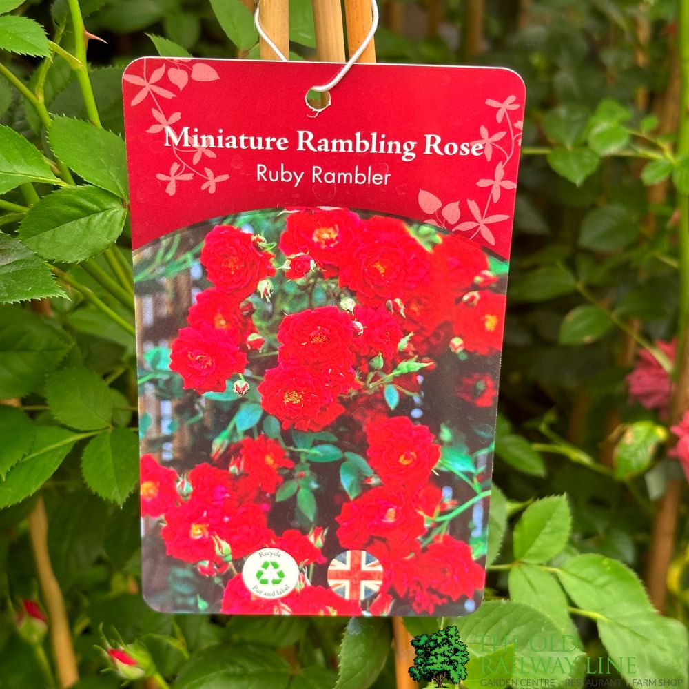 Red Miniature Climbing Rose 'Ruby Rambler' 3Ltr Pot