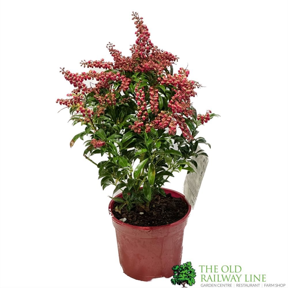 Pieris 'Passion' 2Ltr Pot