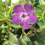 Vinca 'Atropurpurea' Periwinkle Plant 3 Ltr Pot
