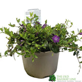 Vinca 'Atropurpurea' Periwinkle Plant 3 Ltr Pot
