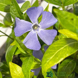 Vinca 'Bowles Variety' Periwinkle 3 Ltr Pot