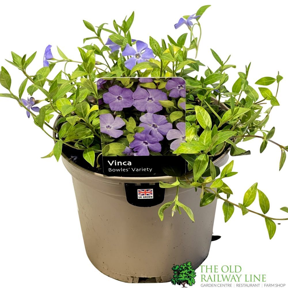 Vinca 'Bowles Variety' Periwinkle 3 Ltr Pot