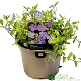 Vinca 'Bowles Variety' Periwinkle 3 Ltr Pot