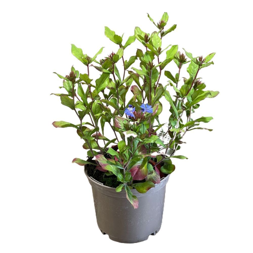 Ceratostigma plumbaginoides 'Leadwort' Plumbago Plant 1Ltr Pot