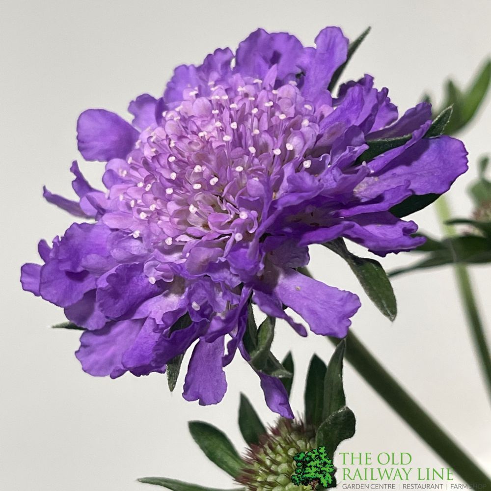 Scabious 'Butterfly Blue Beauty' Plant 1.5Ltr Pot
