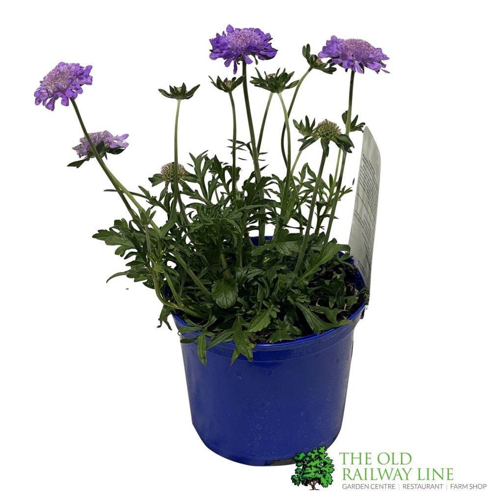 Scabious 'Butterfly Blue Beauty' Plant 1.5Ltr Pot – Old Railway Line ...