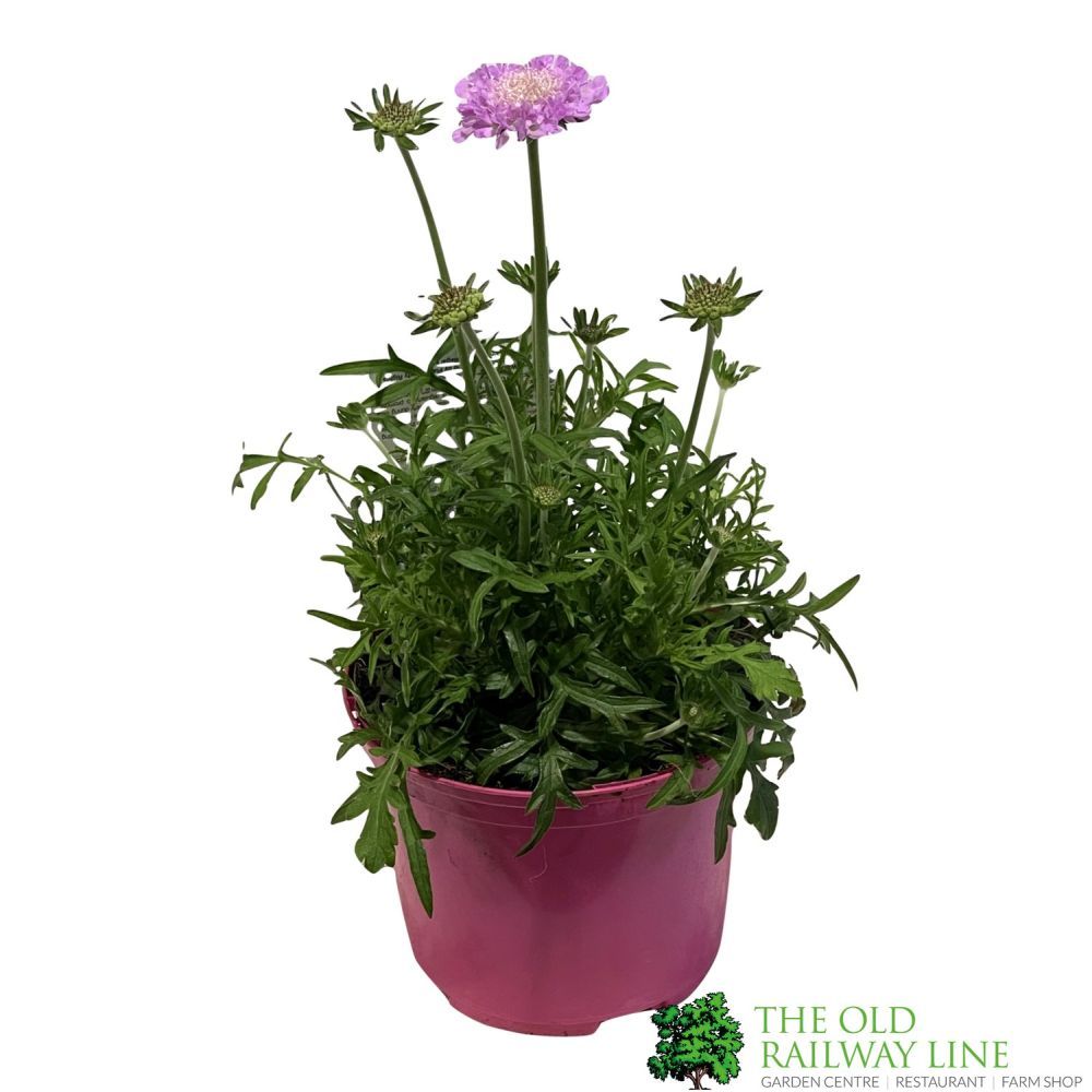 Scabious 'Pink Mist' Plant 1.5 Ltr Pot