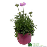 Scabious 'Pink Mist' Plant 1.5 Ltr Pot