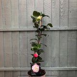 Camellia japonica 'Margaret Davis' Plant 3Ltr Pot
