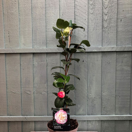 Camellia japonica 'Margaret Davis' Plant 3Ltr Pot