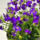 Aubrieta 'Silver Variegated' Plant 1Ltr Pot