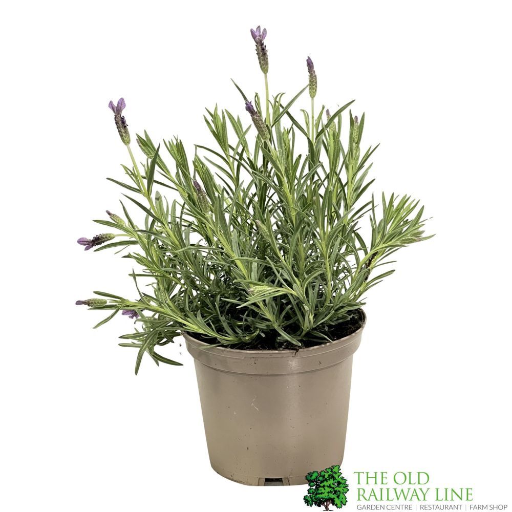 Lavandula 'Willow Vale' Lavender Plant 3 Ltr Pot