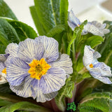 Primula vulgaris 'Zebra' English Primrose 1Ltr Pot