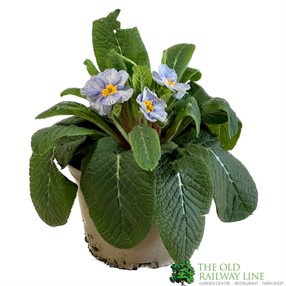 Primula vulgaris 'Zebra' English Primrose 1Ltr Pot