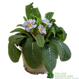 Primula vulgaris 'Zebra' English Primrose 1Ltr Pot