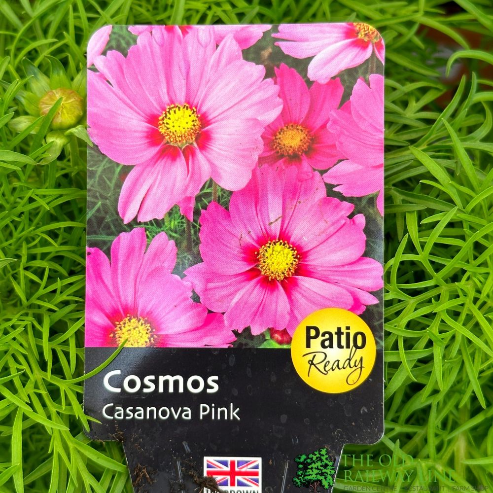 Cosmos 'Casanova Pink' 5Ltr Pot