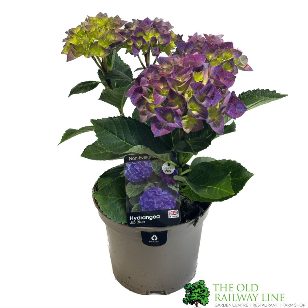 Hydrangea macrophylla 'Jip Blue' 3Ltr Pot