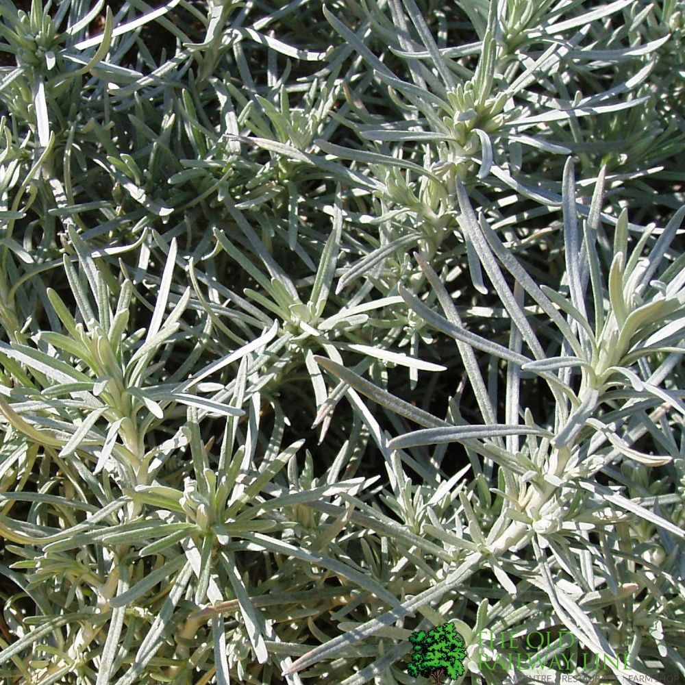 Curry Plant 1 Litre Pot